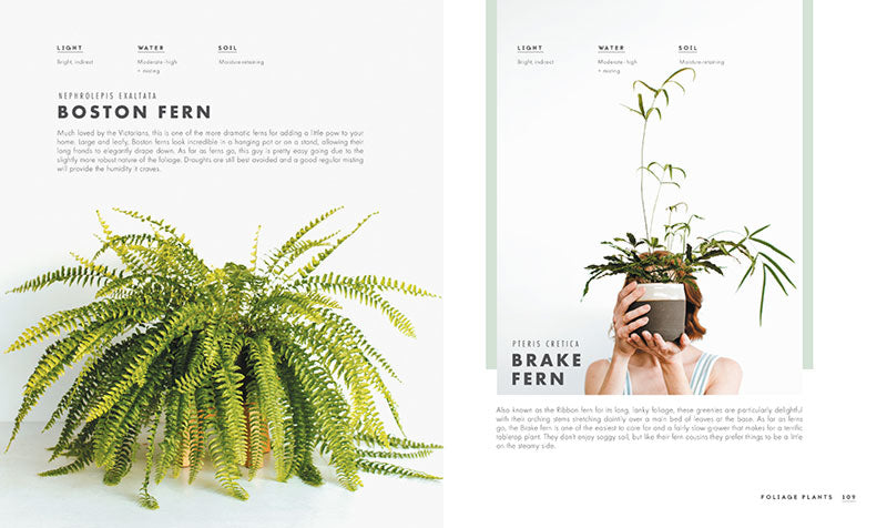 leaf supply a guide to keeping happy house plants Leaf Supply
