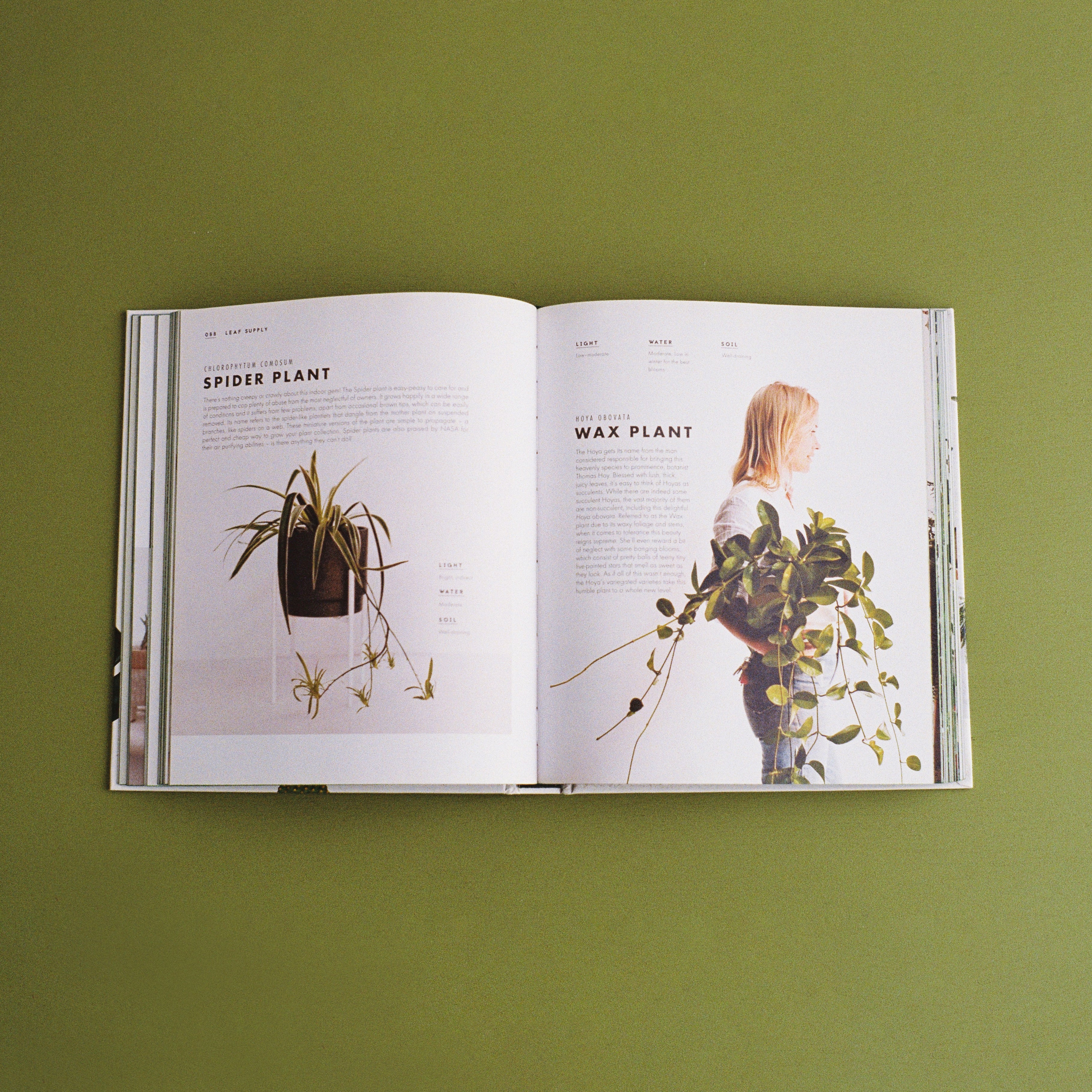 spider plant book Leaf Supply